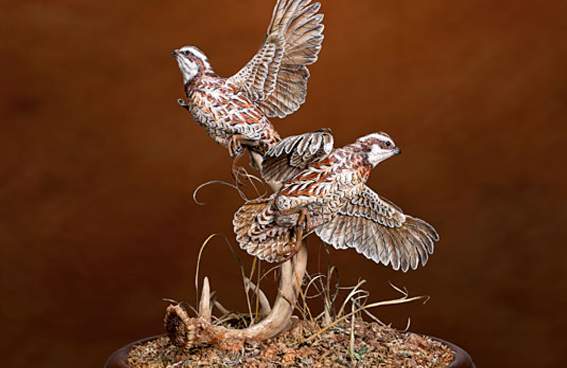 Bobwhites At The Shed