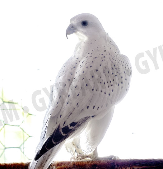 GyrFarm Falcon