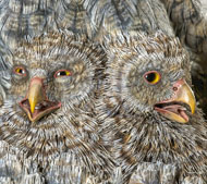 Nesting Owls